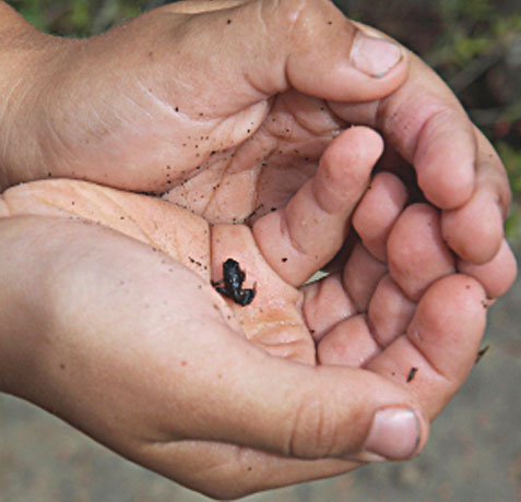 Boy's hands and little frog