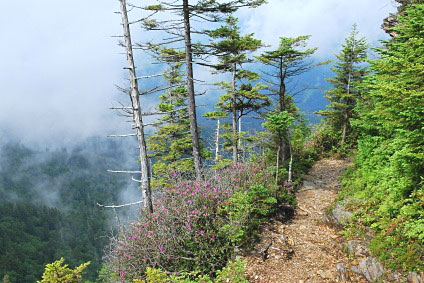 Pathway